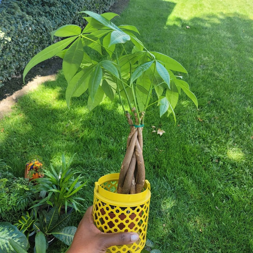 money tree stock MONEY TREE – plantblk