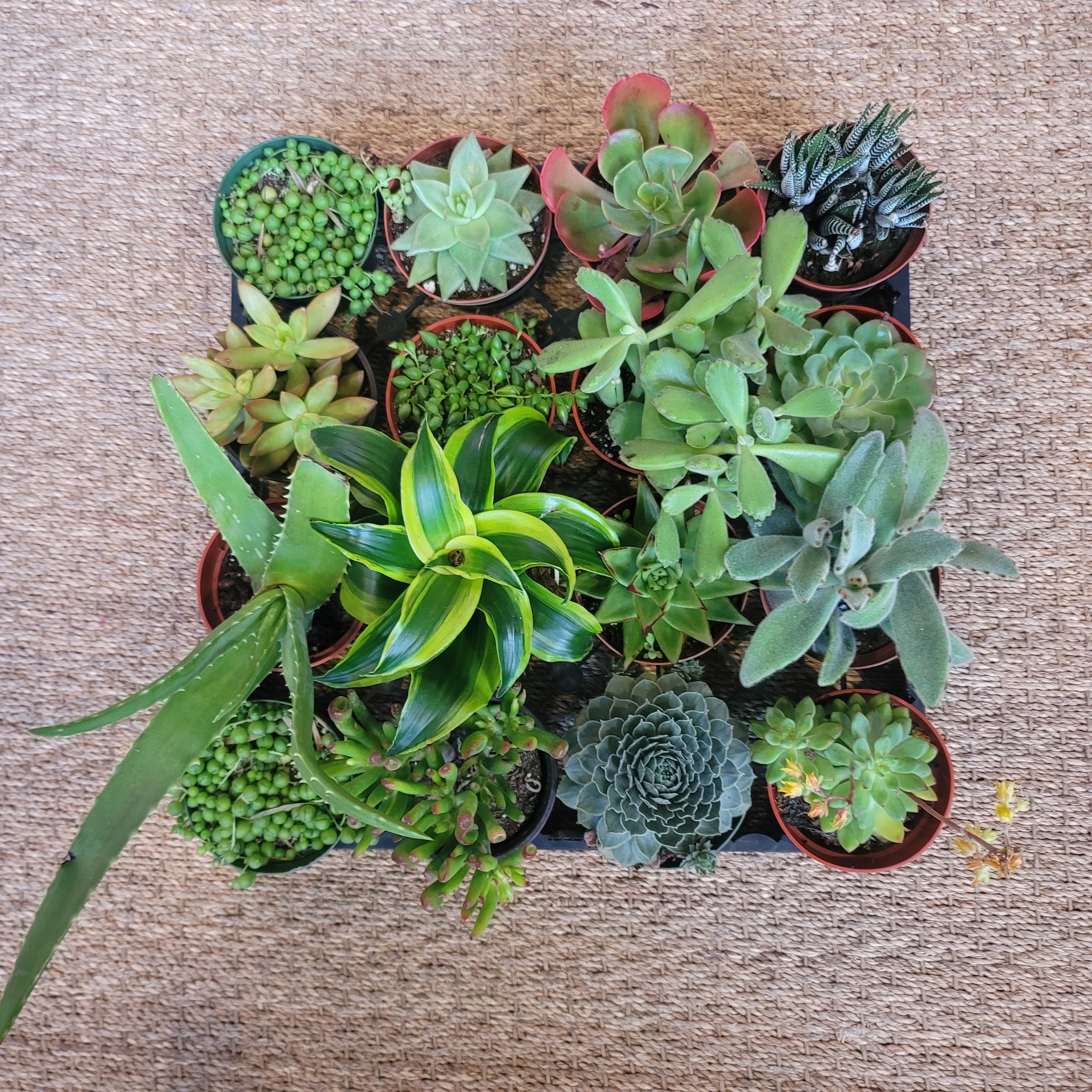 mystery succulent Mystery Succulent – plantblk