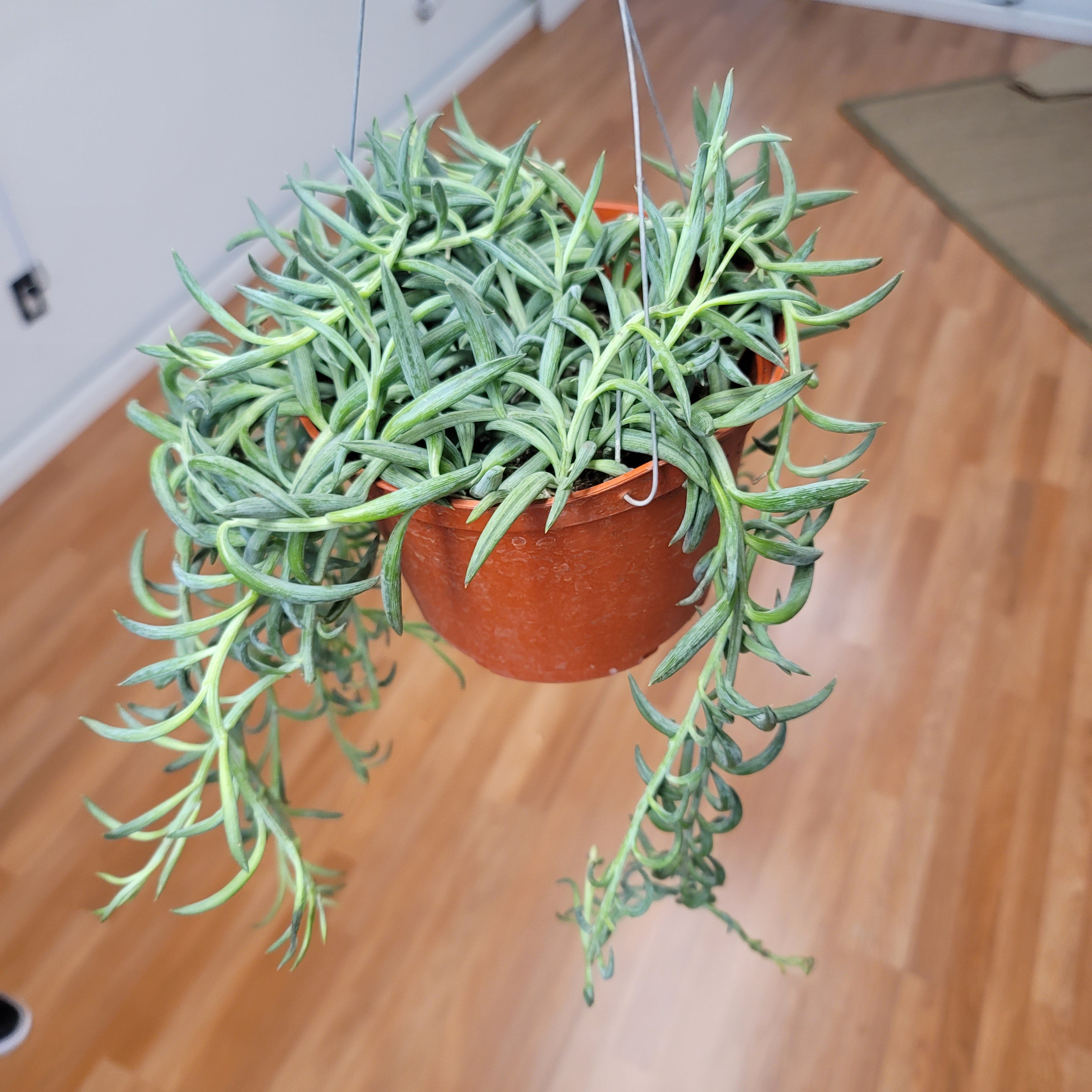 MYSTERY HANGING PLANT