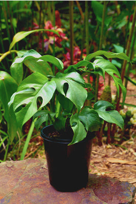 monstera minima philodendron Philodendron Mini Monstera Minima